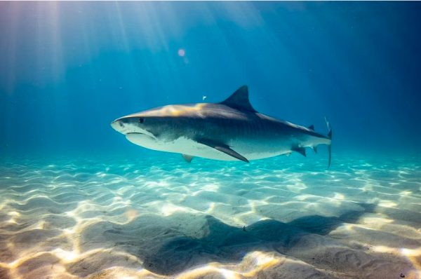 Μπαχάμες: Αμερικανίδα τουρίστρια έχασε τη ζωή της από επίθεση καρχαρία ενώ έκανε κωπηλασία