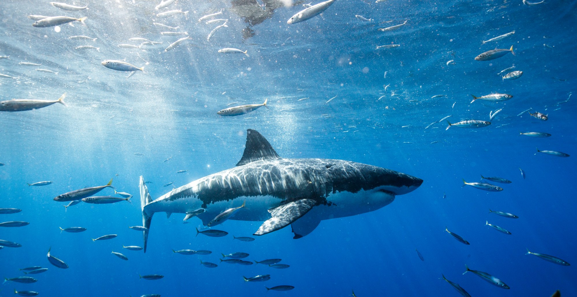 Το ανατριχιαστικό βίντεο πριν δεχτεί επίθεση καρχαρία