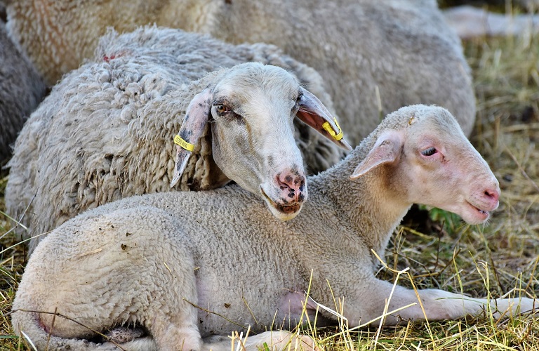 Φθιώτιδα: Συναγερμός μετά τα νέα κρούσματα ευλογιάς σε πρόβατα
