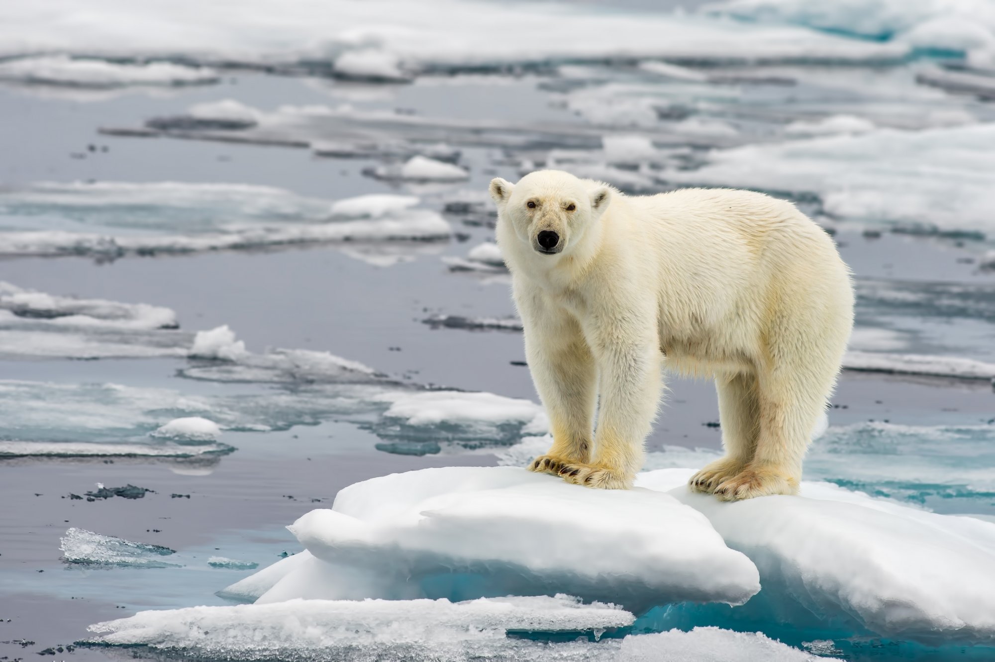 H πολική αρκούδα προσφέρει τεχνογνωσία για το πιο ζεστό πουλόβερ
