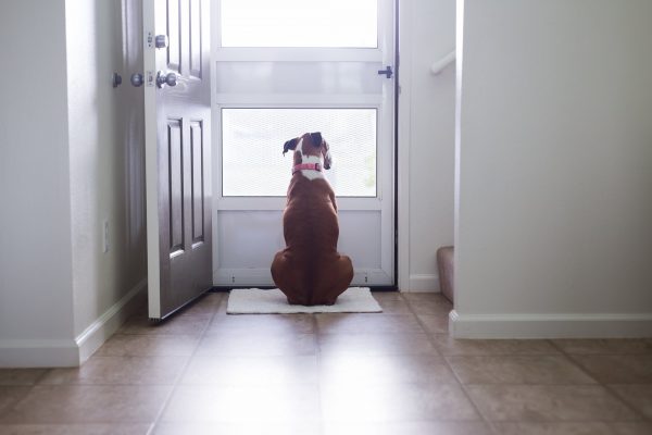 Σκύλος: Πώς καταλαβαίνει ότι γυρίζετε σπίτι;