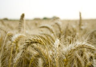 Σιτηρά: Σταθερές αποδόσεις κόντρα στην κλιματική αλλαγή