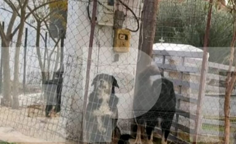 Θεσσαλονίκη: Αυτά είναι τα σκυλιά που κατασπάραξαν με 50 δαγκωματιές την 50χρονη