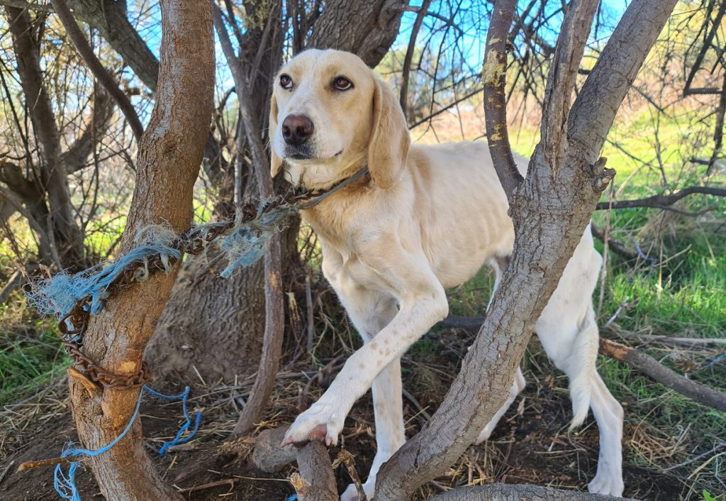 Έδεσαν σκυλίτσα σε δέντρο στο δάσος της Στροφυλιάς – «Είχε αφεθεί για να πεθάνει»