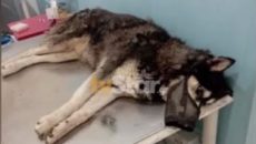 Παρέμβαση εισαγγελέα για την κτηνωδία στην Αράχωβα με τον βιασμό σκύλου μέχρι θανάτου