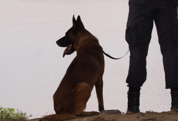 Καλάβρυτα: Πώς ο σκύλος της Πυροσβεστικής έσωσε κυνηγό που είχαν χαθεί τα ίχνη του