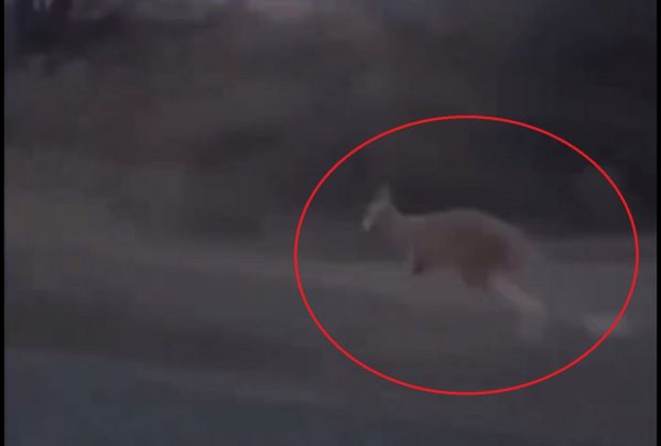 Καναδάς: Καγκουρό το έσκασε από ζωολογικό κήπο και γρονθοκόπησε αστυνομικό – Βίντεο