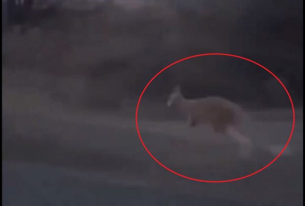 Καναδάς: Καγκουρό το έσκασε από ζωολογικό κήπο και γρονθοκόπησε αστυνομικό – Βίντεο