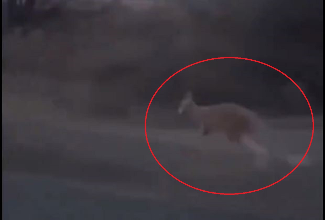 Καναδάς: Καγκουρό το έσκασε από ζωολογικό κήπο και γρονθοκόπησε αστυνομικό - Βίντεο