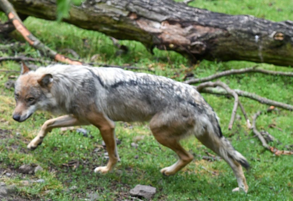 Σέρρες: Νέες επιθέσεις λύκων – Κατασπάραξαν δύο σκυλιά κοντά σε σχολική μονάδα