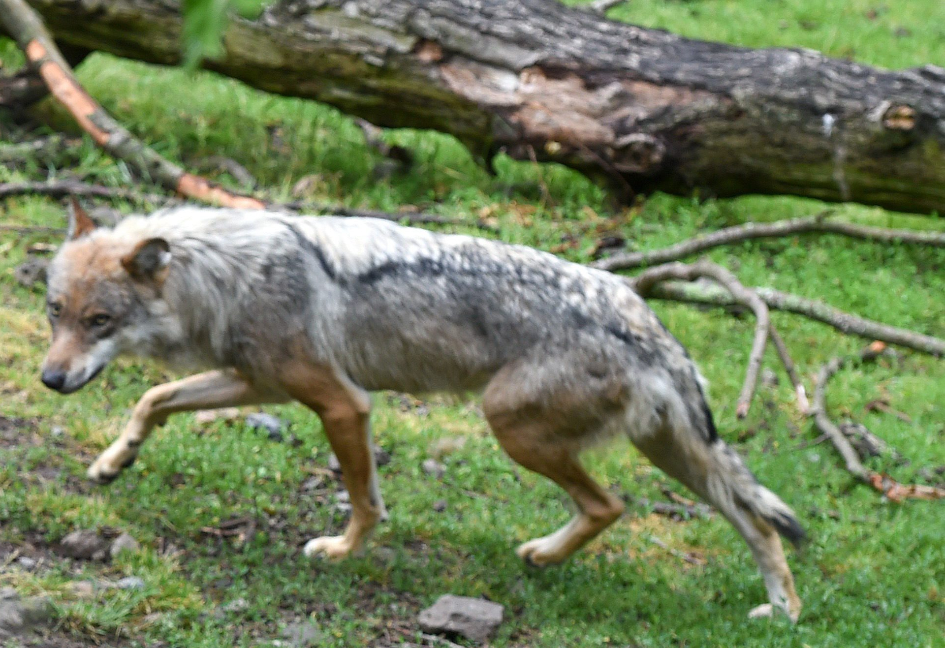 Σέρρες: Νέες επιθέσεις λύκων - Κατασπάραξαν δύο σκυλιά κοντά σε σχολική μονάδα