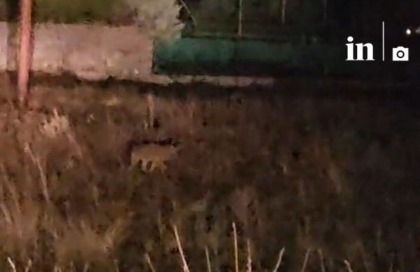 Αποκλειστικό βίντεο: Λύκος έκανε βόλτες στην περιοχή που κατασπάραξαν τον Όλιβερ
