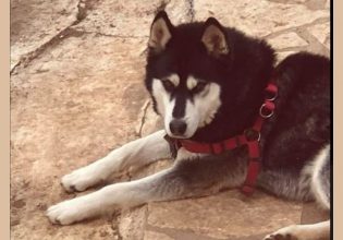 Αράχωβα: Αντιδράσεις μετά το πόρισμα για τον θάνατο του Όλιβερ