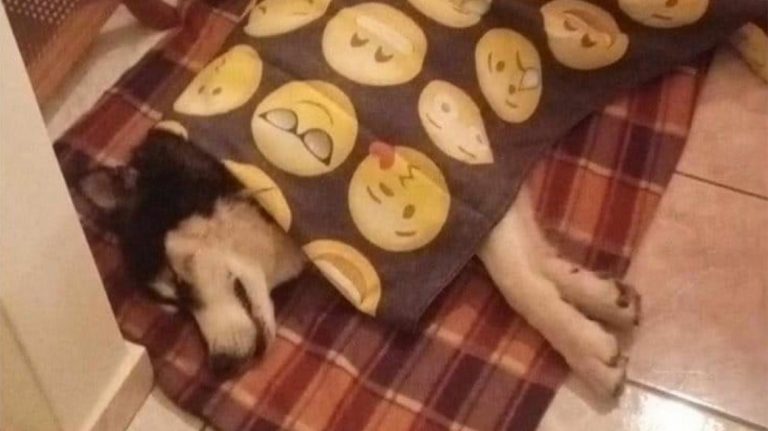 Αράχωβα: Στην Ασφάλεια Αττικής η υπόθεση του χάσκι – Από την αρχή οι έρευνες, στο κάδρο όλοι οι ύποπτοι