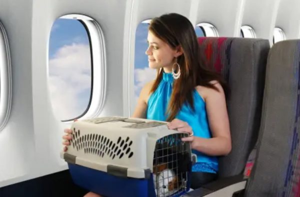 Ισπανία: Αεροπορική εταιρεία παρουσίασε μενού με λιχουδιές για κατοικίδια