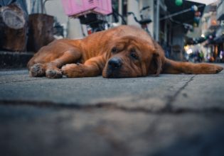 Αδέσποτος σκύλος: Μπορούμε να διακρίνουμε τη διάθεσή του;