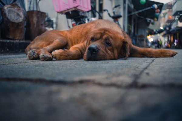 Αδέσποτος σκύλος: Μπορούμε να διακρίνουμε τη διάθεσή του;