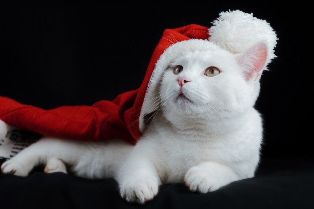 Η χριστουγεννιάτικη διακόσμηση μπορεί να βλάψει την υγεία της γάτας σας