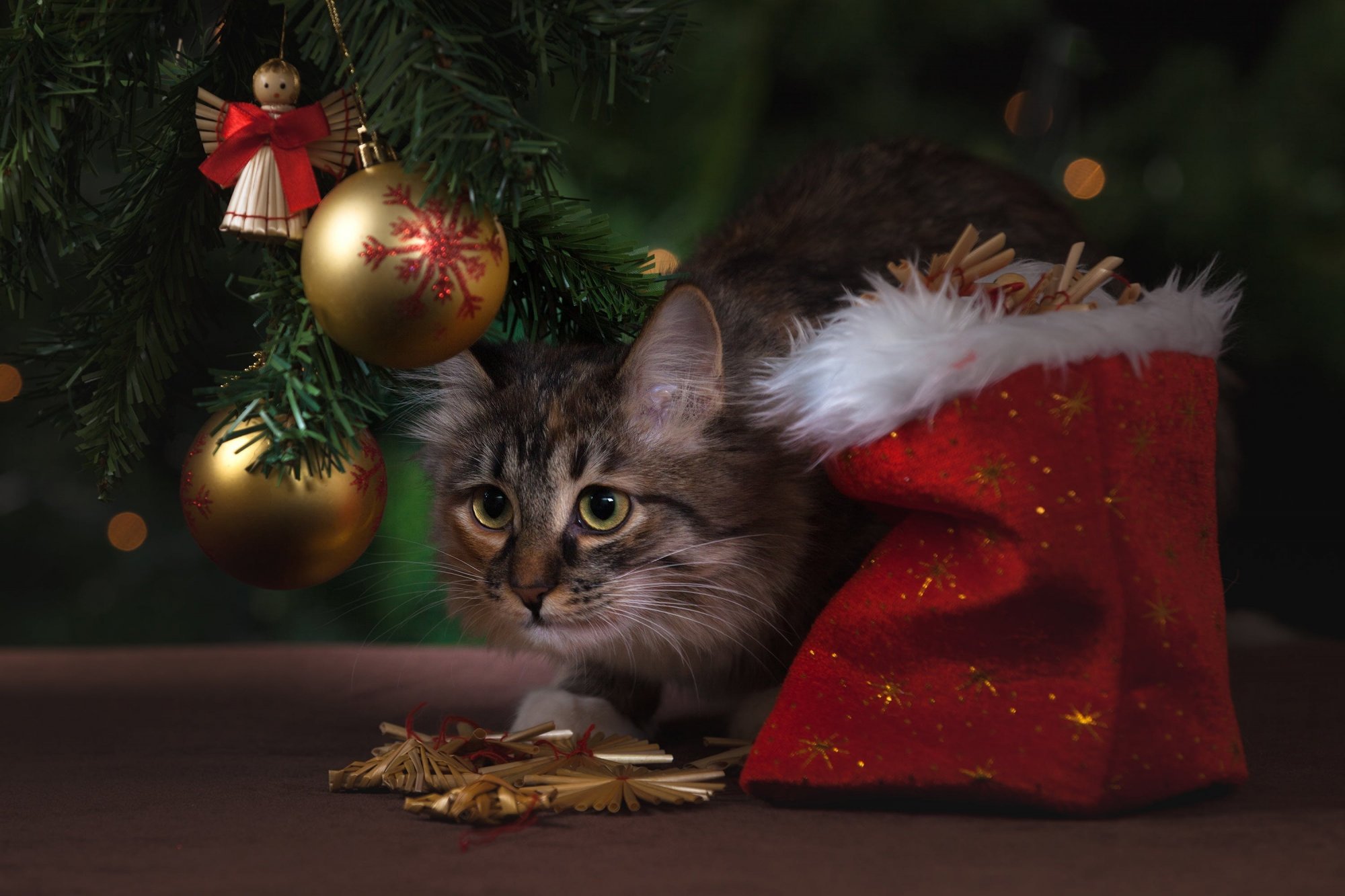 Τοξικά χριστουγεννιάτικα φυτά για τη γάτα και άλλοι κίνδυνοι για την υγεία της