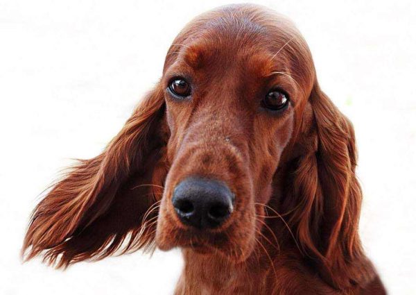 Ιρλανδικό Κόκκινο Σέττερ: Αγαπά τα παιχνίδια και έχει αίσθηση του χιούμορ