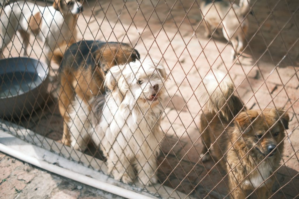 Υιοθεσία σκύλου από καταφύγιο: Τι πρέπει να γνωρίζετε