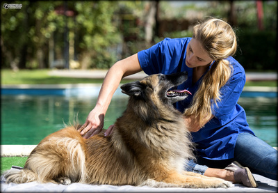 Πώς επηρεάζονται οι σκύλοι που αντιμετωπίζουν προβλήματα υγείας κατά τη διάρκεια του χειμώνα
