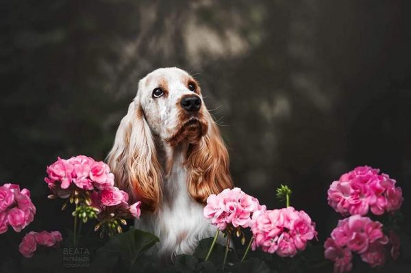 Ο φιλικότατος, παιχνιδιάρης και χαρισματικός σκύλος Αγγλικό Κόκερ Σπάνιελ