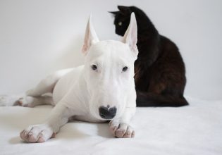 Τα οφέλη του ζωμού από κόκκαλα για τον σκύλο και τη γάτα