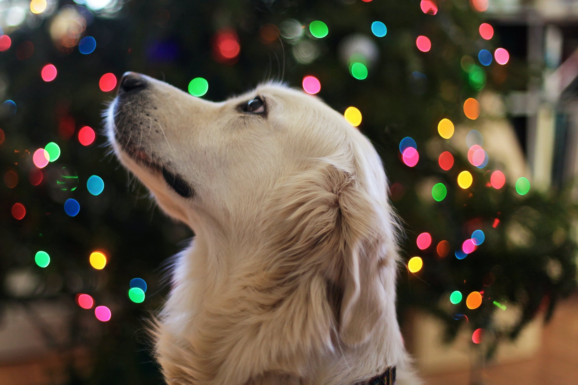 Πώς θα εξοικειώσετε τον σκύλο σας με το χριστουγεννιάτικο δέντρο