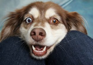 Σπανάκι: Τα μοναδικά οφέλη για την υγεία του σκύλου σας