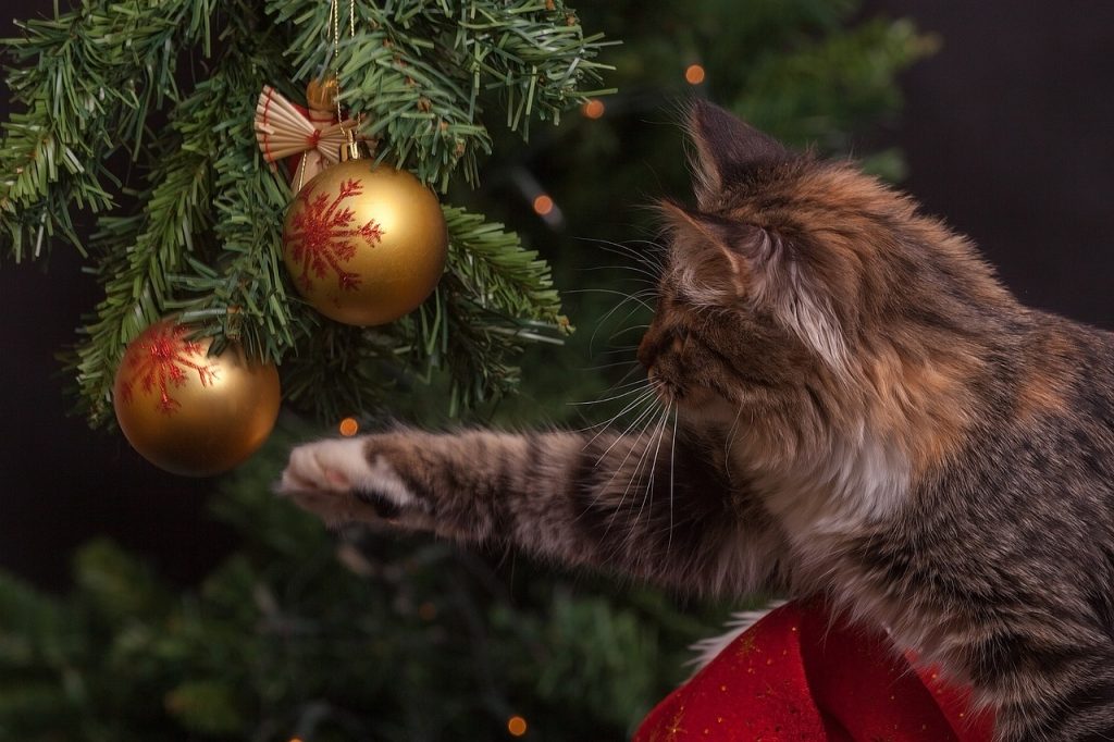 Χριστουγεννιάτικο δέντρο και γάτα: Πώς μπορείτε να αποφύγετε ατυχήματα και τραυματισμούς
