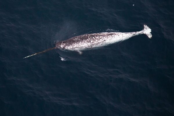 Νορβηγία: Παρακαλείστε να μην παίζετε με την φάλαινα-κατάσκοπο