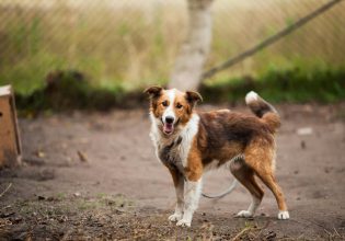 Οδηγός για την καταγγελία κακοποίησης ζώων