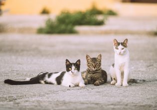 Οι τροφές που προστατεύουν τις αδέσποτες γατούλες από το κρύο και δεν κοστίζουν