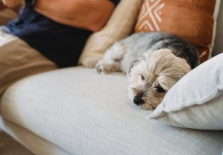 Όταν ο σκύλος μας μεγαλώνει