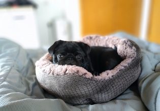 Ο σκύλος της φυλής Παγκ είναι «πηγή» χαράς και ευτυχίας