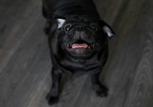 Σκύλος: Γαβγίζει όταν ακούει το κουδούνι της εξώπορτας; – Πώς θα εξαλείψετε αυτή την ενοχλητική συμπεριφορά