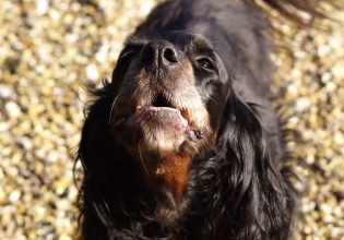 Σκύλος: Τα πρώτα δείγματα επιθετικότητας – Δεν τα αφήνουμε να εξελιχθούν