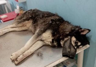 Αράχωβα: Παρέμβαση Αρείου Πάγου – Προκαταρκτική  για τη διαρροή του πορίσματος για τον θάνατο του Όλιβερ