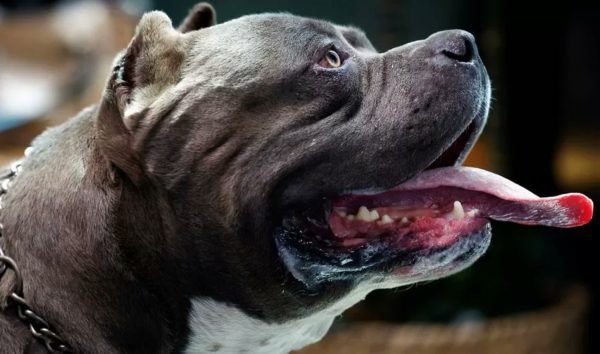 Ποιες χώρες απαγορεύουν συγκεκριμένες ράτσες σκύλων – Το παράδειγμα του Ηνωμένου Βασιλείου