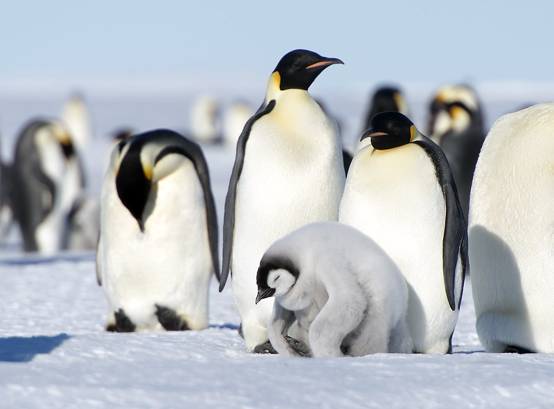 Γρίπη των Πτηνών: Η Ανταρκτική απειλείται με οικολογική καταστροφή