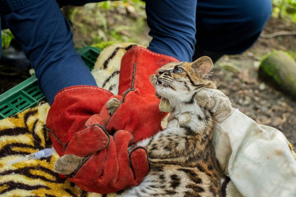 Κολομβία: Μια μικρή και σπάνια οντσίγια ή γάτα – τίγρης σώθηκε από λαθρέμπορους και απελευθερώθηκε στη φύση