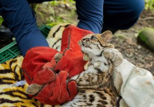 Κολομβία: Μια μικρή και σπάνια οντσίγια ή γάτα – τίγρης σώθηκε από λαθρέμπορους και απελευθερώθηκε στη φύση