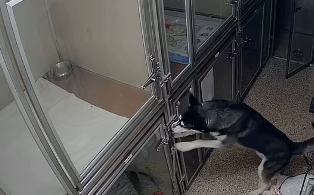 Τολμηρό Χάσκι το έσκασε από το κλουβί του - Προσπάθησε να απελευθερώσει και τους άλλους σκύλους