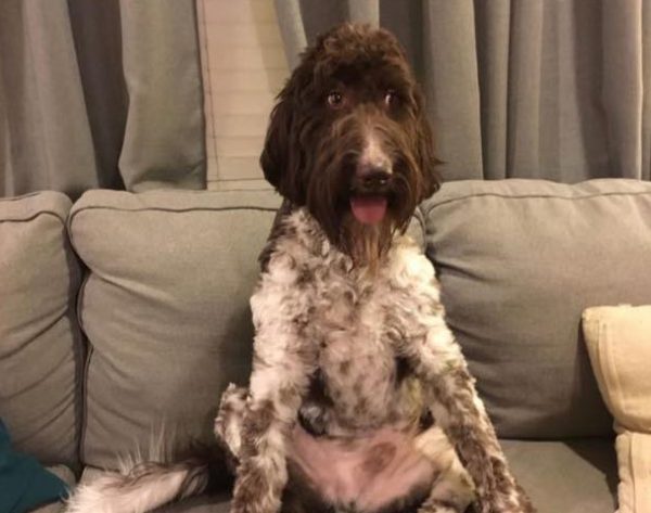 Σκύλος απόλαυσε το… ακριβότερο γεύμα της ζωής του τρώγοντας 4.000 δολάρια