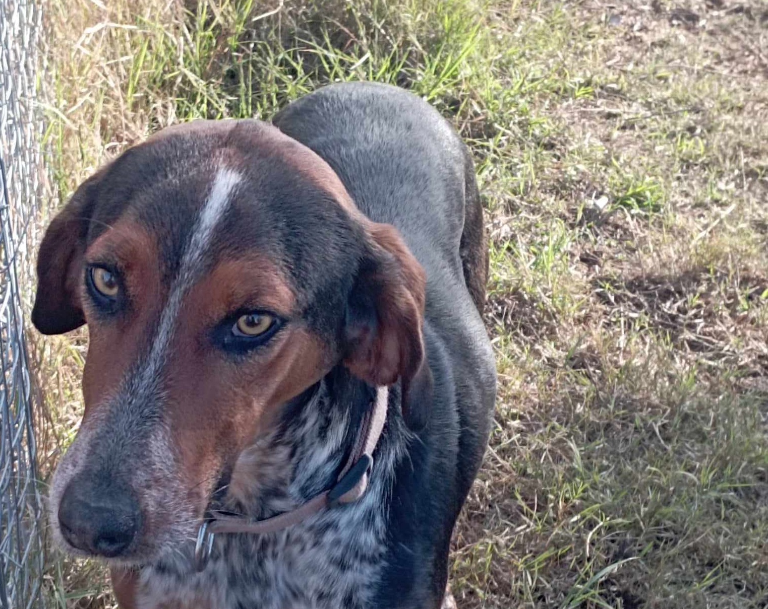 Ξάνθη: Νηπιαγωγείο υιοθέτησε εικονικά τη σκυλίτσα Μαρίζα