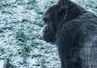 Παιχνιδιάρης γορίλας φτιάχνει χιονόμπαλες στο ζωολογικό κήπο του Μπέλφαστ και γίνεται viral