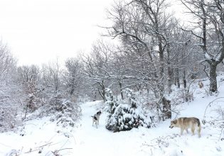 Καιρός: Τσουχτερό κρύο και χιόνια σε χαμηλό υψόμετρο – Ισχυρός παγετός και θυελλώδεις άνεμοι