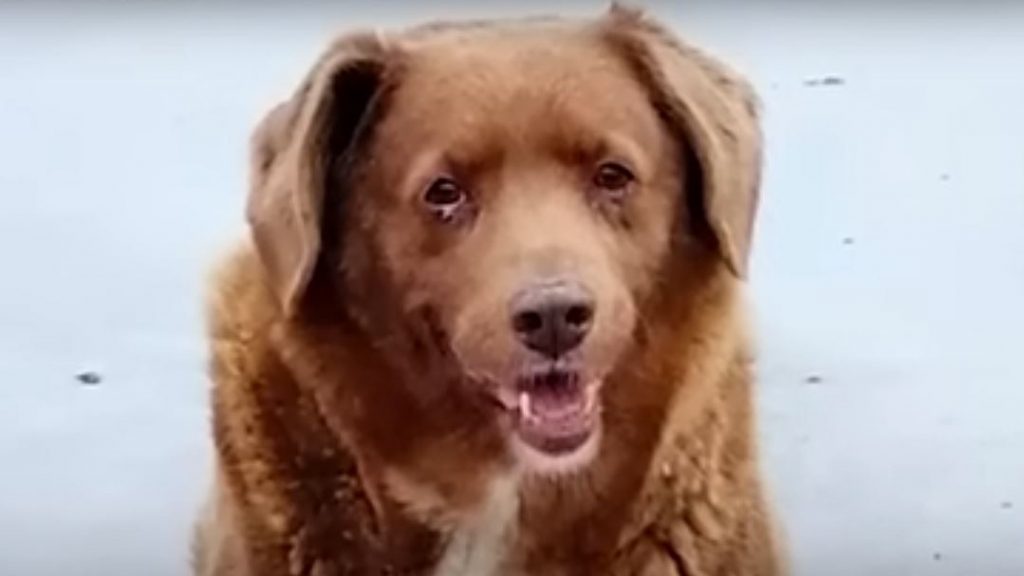 Ρεκόρ Γκίνες: Αμφιβολίες για τον γηραιότερο σκύλο στον κόσμο – Ο λόγος που έχασε το ρεκόρ του