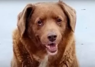 Ρεκόρ Γκίνες: Αμφιβολίες για τον γηραιότερο σκύλο στον κόσμο – Ο λόγος που έχασε το ρεκόρ του